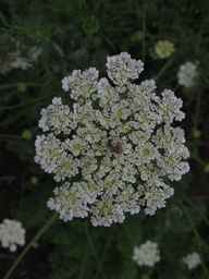 Ames_25898_10ncab01_SD_PL_UM_2013-07-31_04.jpg