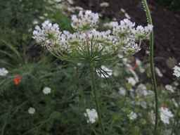 Ames_25898_10ncab01_SD_PL_UM_2013-07-31_05.jpg