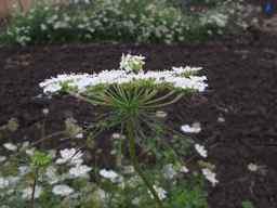 Ames_25898_10ncab01_SD_PL_UM_2013-07-31_07.jpg