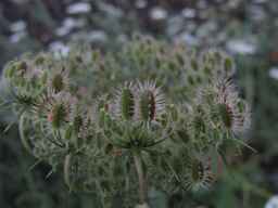 Ames_25898_10ncab01_SD_PL_UM_2013-07-31_09.jpg