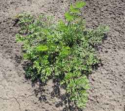 Ames_25898_10ncab01_SD_PL_XX_2011-06-29_02.jpg