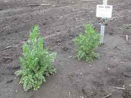 Ames_25898_10ncab01_SD_PL_XX_2011-07-22_02.jpg