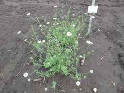 Ames_25898_10ncab01_SD_PL_XX_2011-08-05_02.jpg