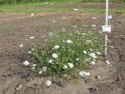 Ames_25898_10ncab01_SD_PL_XX_2011-08-22_02.jpg