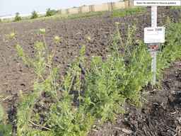 Ames_25898_10ncab01_SD_PL_XX_2013-07-02_02.jpg