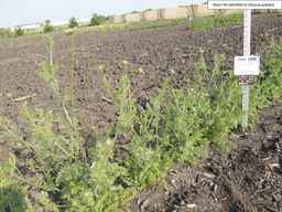 Ames_25898_10ncab01_SD_PL_XX_2013-07-02_03.jpg
