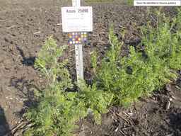 Ames_25898_10ncab01_SD_PL_XX_2013-07-02_04.jpg