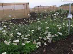 Ames_25898_10ncab01_SD_PL_XX_2013-07-31_02.jpg