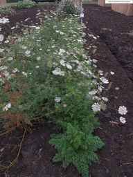 Ames_25898_10ncab01_SD_PL_XX_2013-07-31_04.jpg