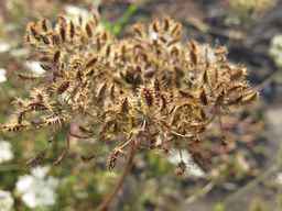 Ames_25898_10ncab01_SD_SD_XX_2011-10-18_03.jpg