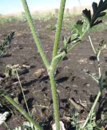 Ames_26381_10ncai01_SD_PL_LV_2017-08-04_01.jpg