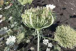Ames_26381_10ncai01_SD_PL_UM_2017-08-04_06.jpg