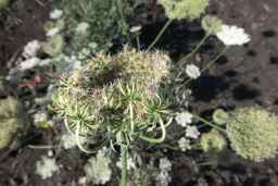 Ames_26381_10ncai01_SD_PL_UM_2017-08-04_07.jpg