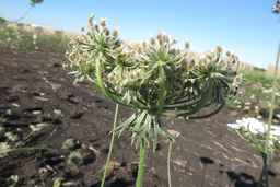 Ames_26381_10ncai01_SD_PL_UM_2017-08-04_09.jpg