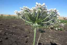 Ames_26381_10ncai01_SD_PL_UM_2017-08-04_10.jpg