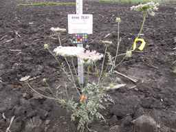 Ames_26381_10ncai01_SD_PL_XX_2013-06-26_01.jpg