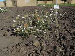 Ames_26381_10ncai01_SD_PL_XX_2013-07-29_03.jpg