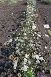 Ames_26381_10ncai01_SD_PL_XX_2017-08-04_01.jpg