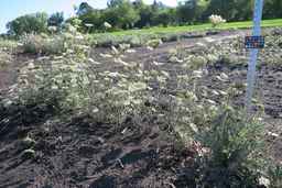Ames_26381_10ncai01_SD_PL_XX_2017-08-04_02.jpg