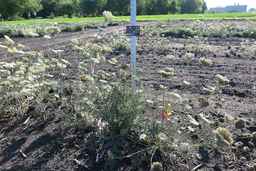 Ames_26381_10ncai01_SD_PL_XX_2017-08-04_03.jpg