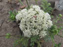 Ames_26383_01ncao01_SD_PL_UM_2010-08-18_01.jpg