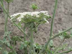 Ames_26383_01ncao01_SD_PL_UM_2011-06-16_03.jpg