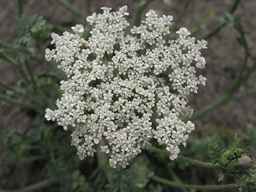 Ames_26383_01ncao01_SD_PL_UM_2011-06-16_04.jpg