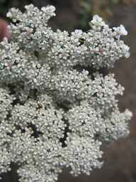 Ames_26383_01ncao01_SD_PL_UM_2011-06-24_02.jpg