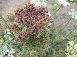 Ames_26383_01ncao01_SD_PL_UM_2011-07-21_02.jpg