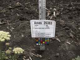 Ames_26383_01ncao01_SD_PL_UM_2013-06-26_01.jpg