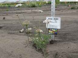 Ames_26383_01ncao01_SD_PL_XX_2010-08-18_01.jpg
