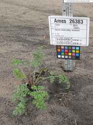 Ames_26383_01ncao01_SD_PL_XX_2010-08-18_03.jpg