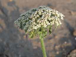 Ames_26383_01ncao01_SD_PL_XX_2011-06-07_02.jpg