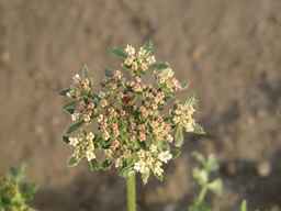 Ames_26383_01ncao01_SD_PL_XX_2011-06-07_04.jpg