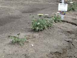 Ames_26383_01ncao01_SD_PL_XX_2011-06-16_02.jpg