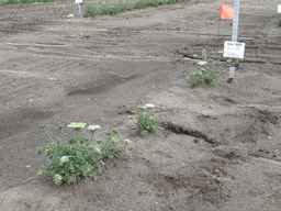Ames_26383_01ncao01_SD_PL_XX_2011-06-16_03.jpg