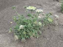 Ames_26383_01ncao01_SD_PL_XX_2011-06-16_04.jpg