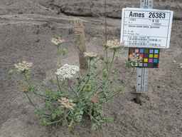 Ames_26383_01ncao01_SD_PL_XX_2011-06-16_05.jpg