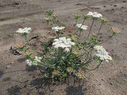 Ames_26383_01ncao01_SD_PL_XX_2011-06-24_03.jpg