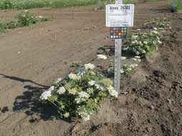 Ames_26383_01ncao01_SD_PL_XX_2011-07-08_02.jpg