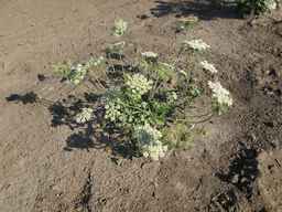Ames_26383_01ncao01_SD_PL_XX_2011-07-08_03.jpg