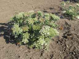 Ames_26383_01ncao01_SD_PL_XX_2011-07-08_04.jpg