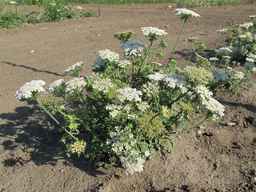 Ames_26383_01ncao01_SD_PL_XX_2011-07-08_05.jpg