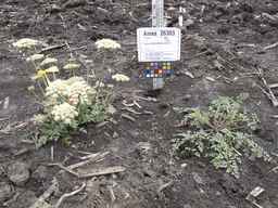 Ames_26383_01ncao01_SD_PL_XX_2013-06-26_01.jpg