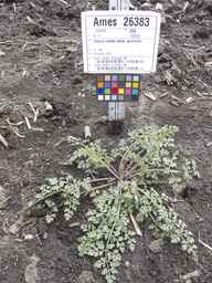 Ames_26383_01ncao01_SD_PL_XX_2013-06-26_03.jpg