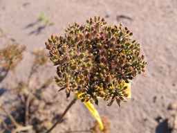 Ames_26383_01ncao01_SD_SD_XX_2010-10-07_01.jpg