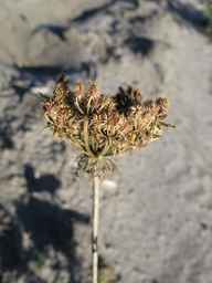 Ames_26383_01ncao01_SD_SD_XX_2010-10-07_05.jpg