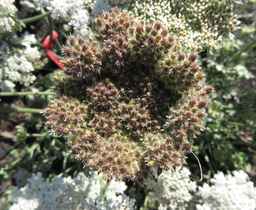 Ames_26383_12ncab01_SD_PL_UM_2017-08-04_03.jpg