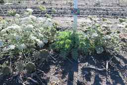 Ames_26383_12ncab01_SD_PL_XX_2017-08-04_03.jpg