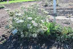 Ames_26383_12ncab01_SD_PL_XX_2017-08-04_04.jpg